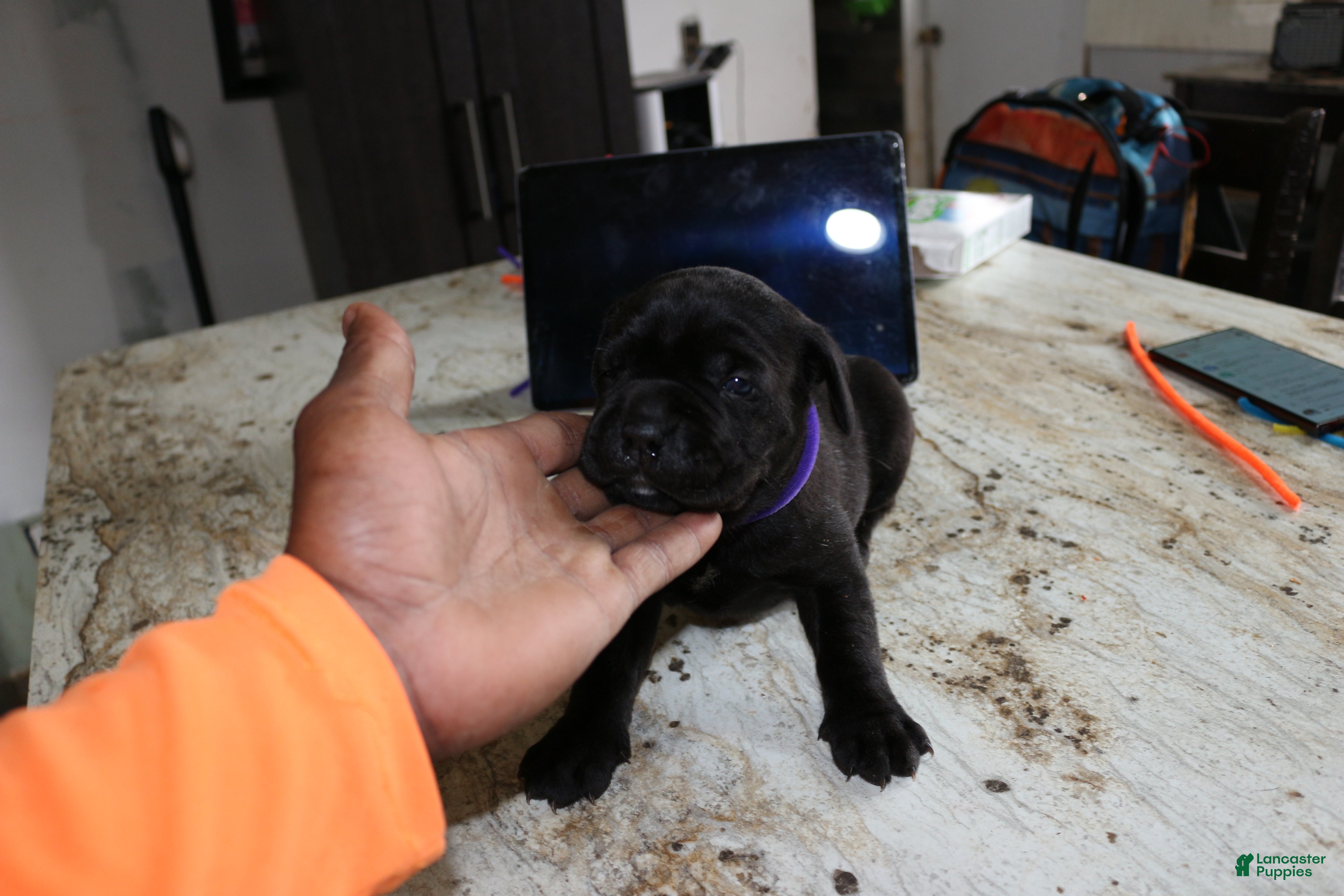 Cane Corso dogs Purple - Ad 31