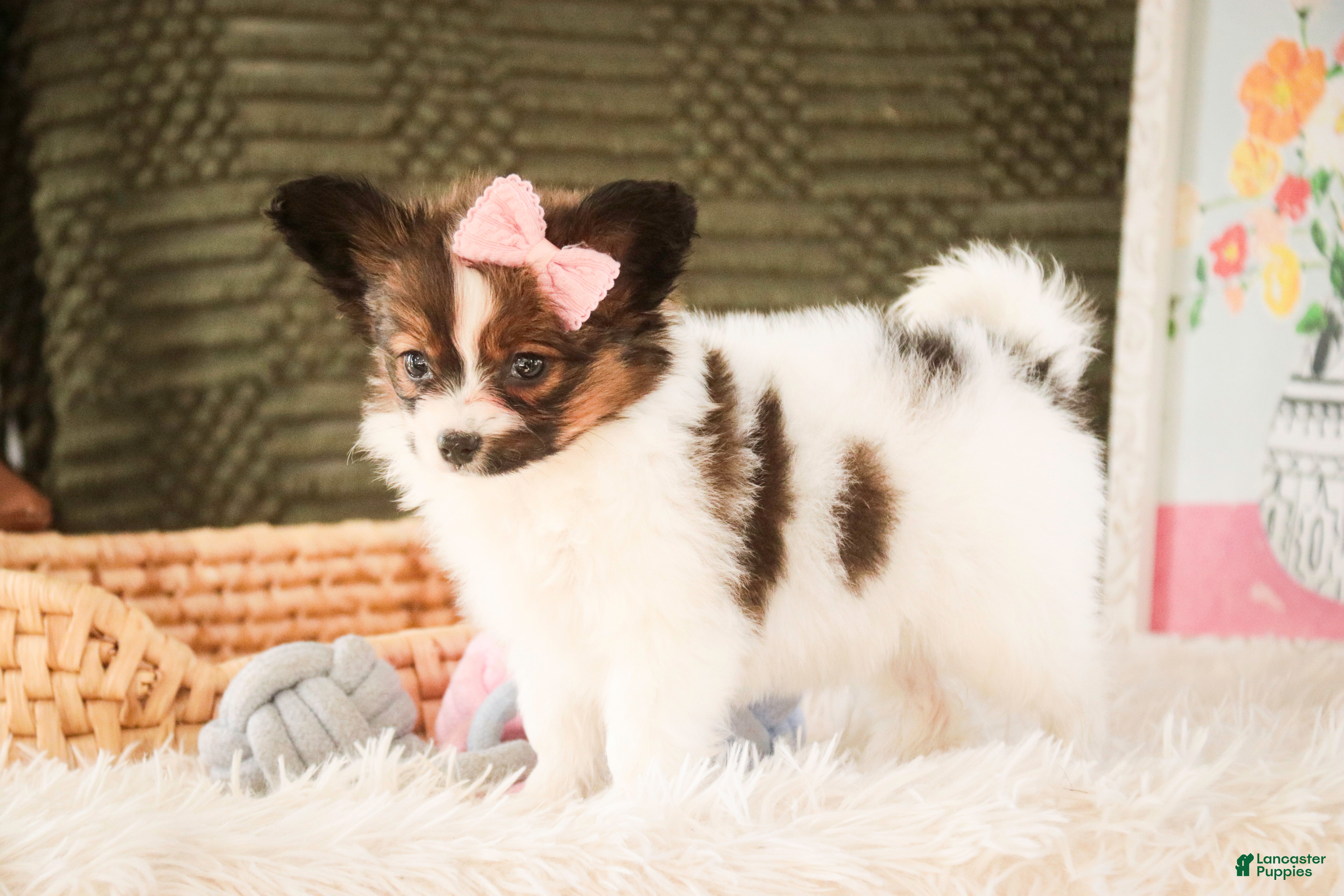Papillon dogs Janie - Ad 2
