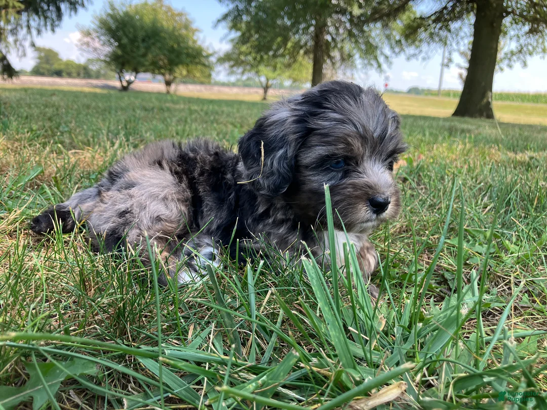 Shihpoo dogs for sale: Max - Ad 2