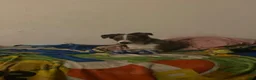 Mixed Breed dogs for sale: Neno - Ad 7