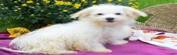 Maltese dogs for sale: Rusty ✨ - Ad 6
