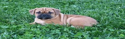 Mixed Breed dogs for sale: Theo - Ad 3