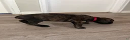 Cane Corso dogs for sale: Cane Corso 2 - Ad 5