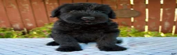 Giant Schnauzer dogs for sale: Olen - Ad 5
