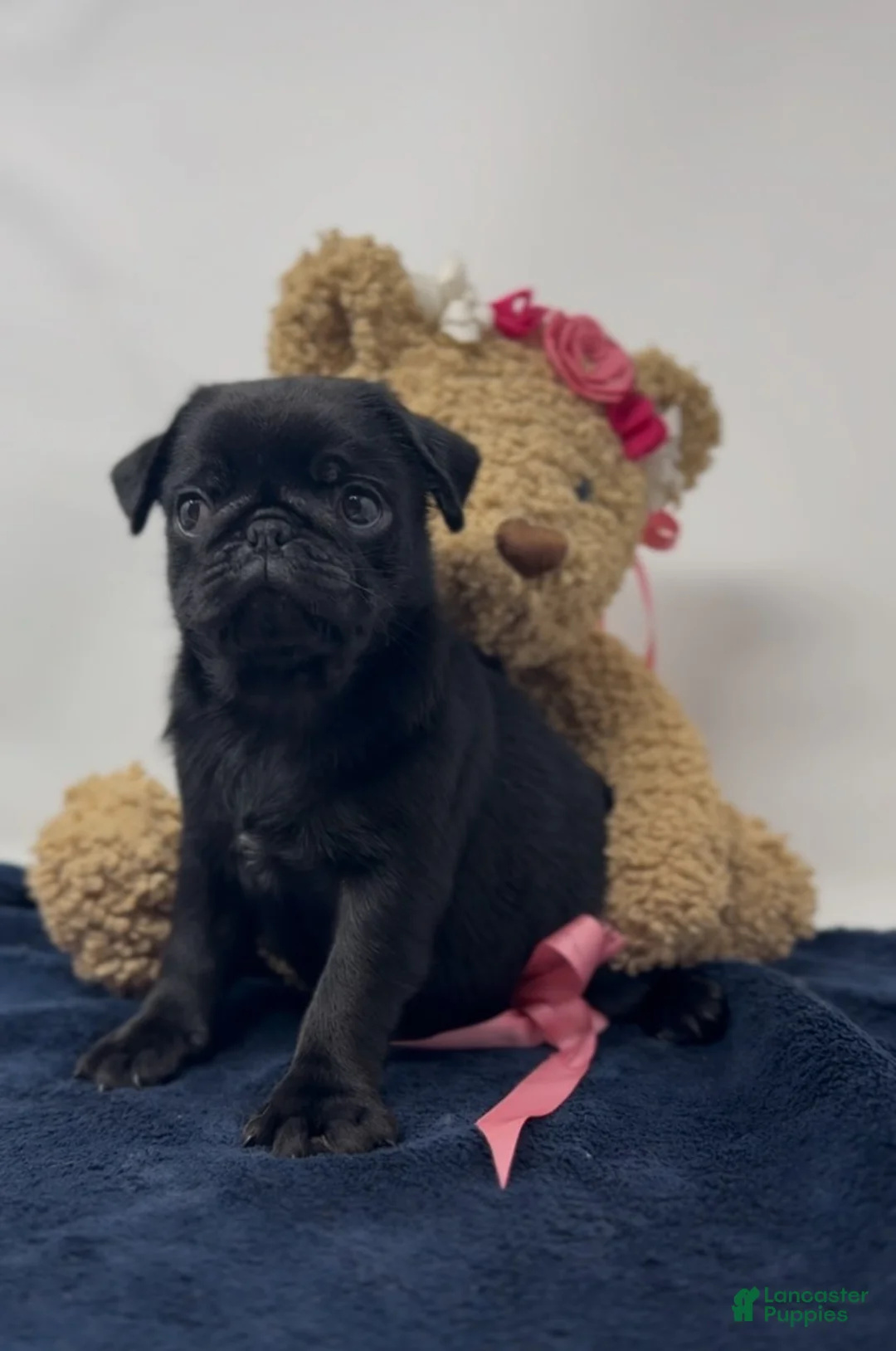 Pug dogs for sale: Liberty - Ad 2