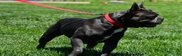 Frenchton dogs for sale: Nicky - Ad 6