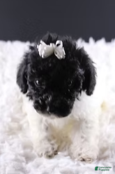 Toy Poodle dogs Ari - Ad 2