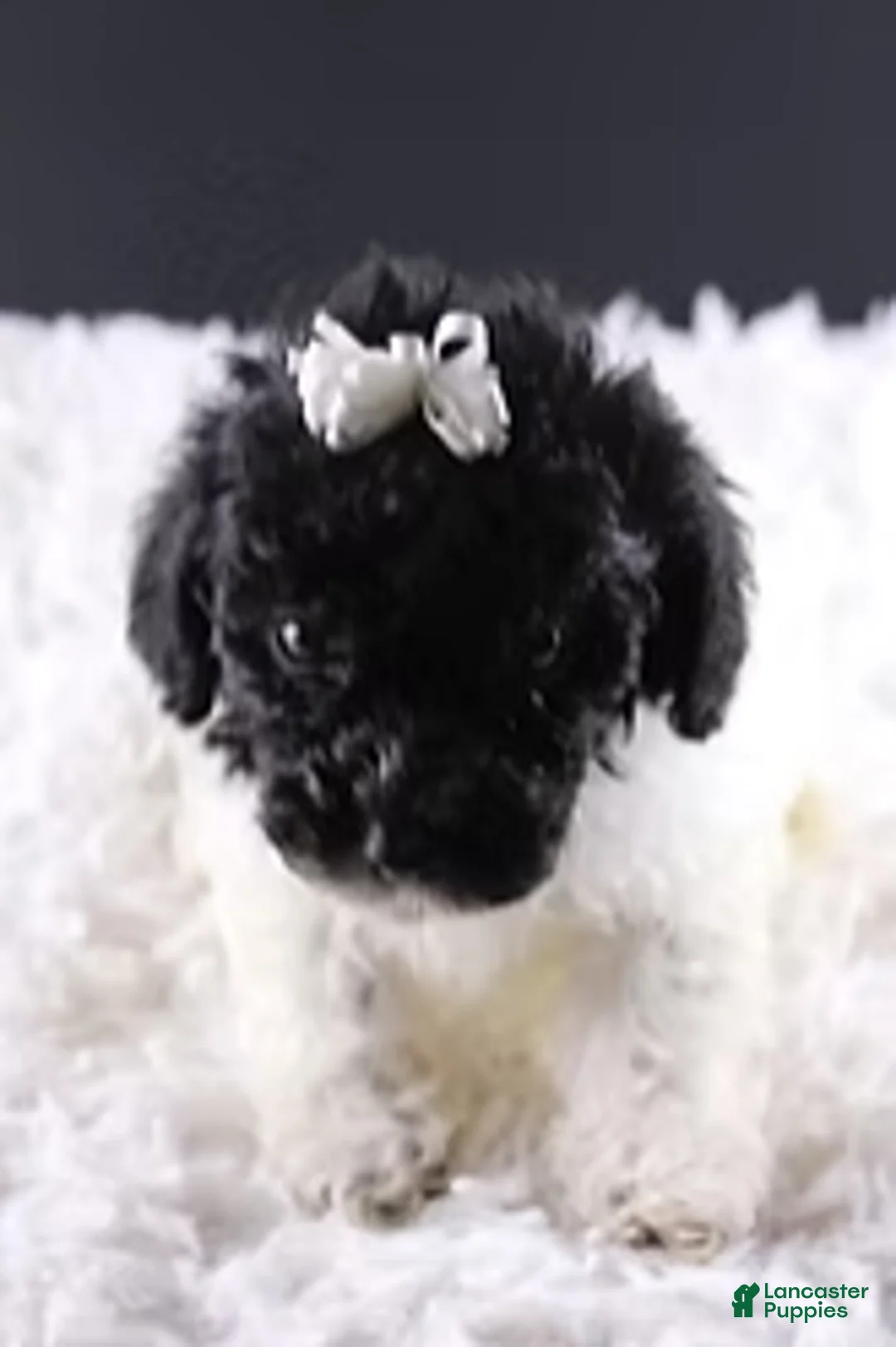 Toy Poodle dogs for sale: Ari - Ad 2