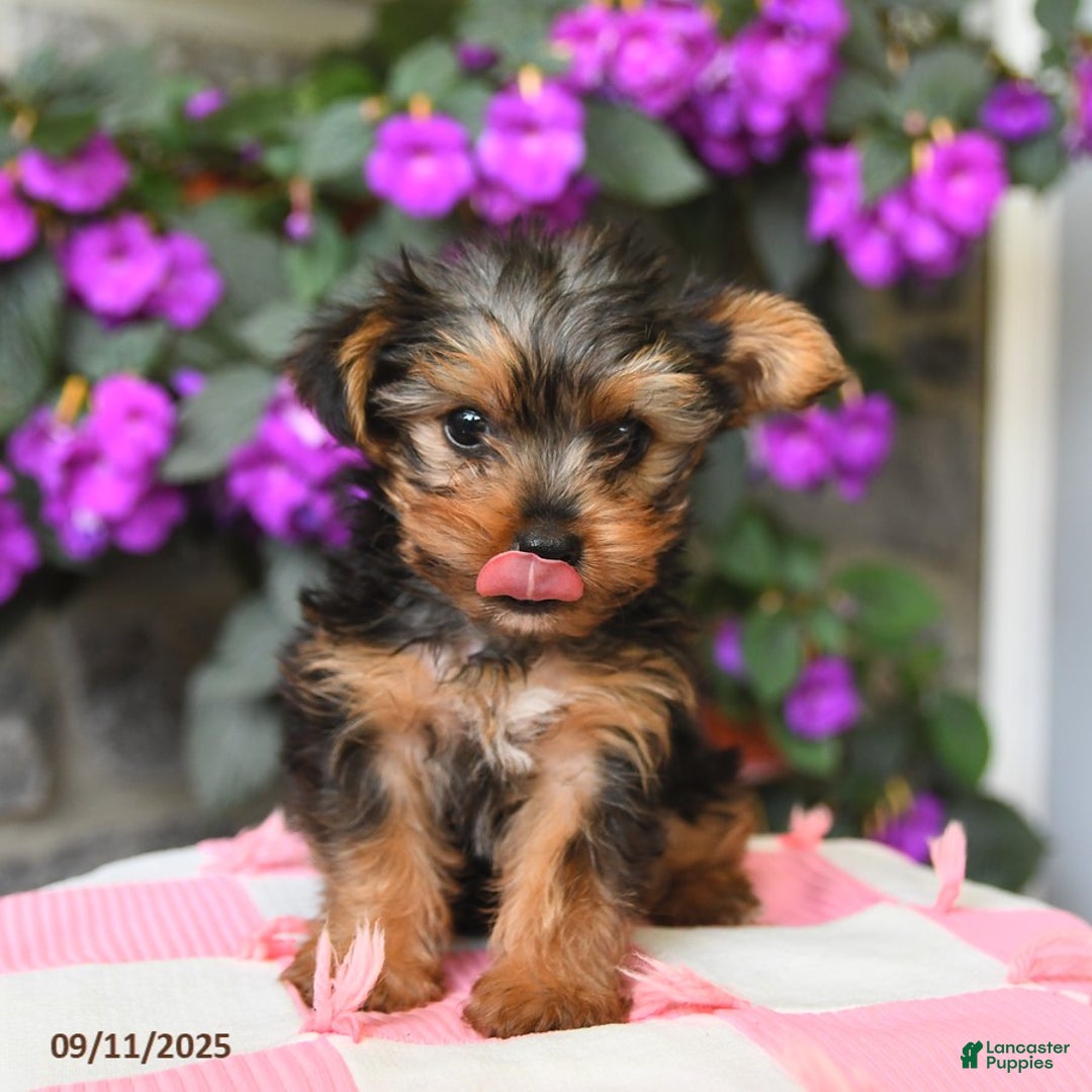 Yorkshire Terrier dogs for sale: Ridley EXTRA SMALL - Ad 5