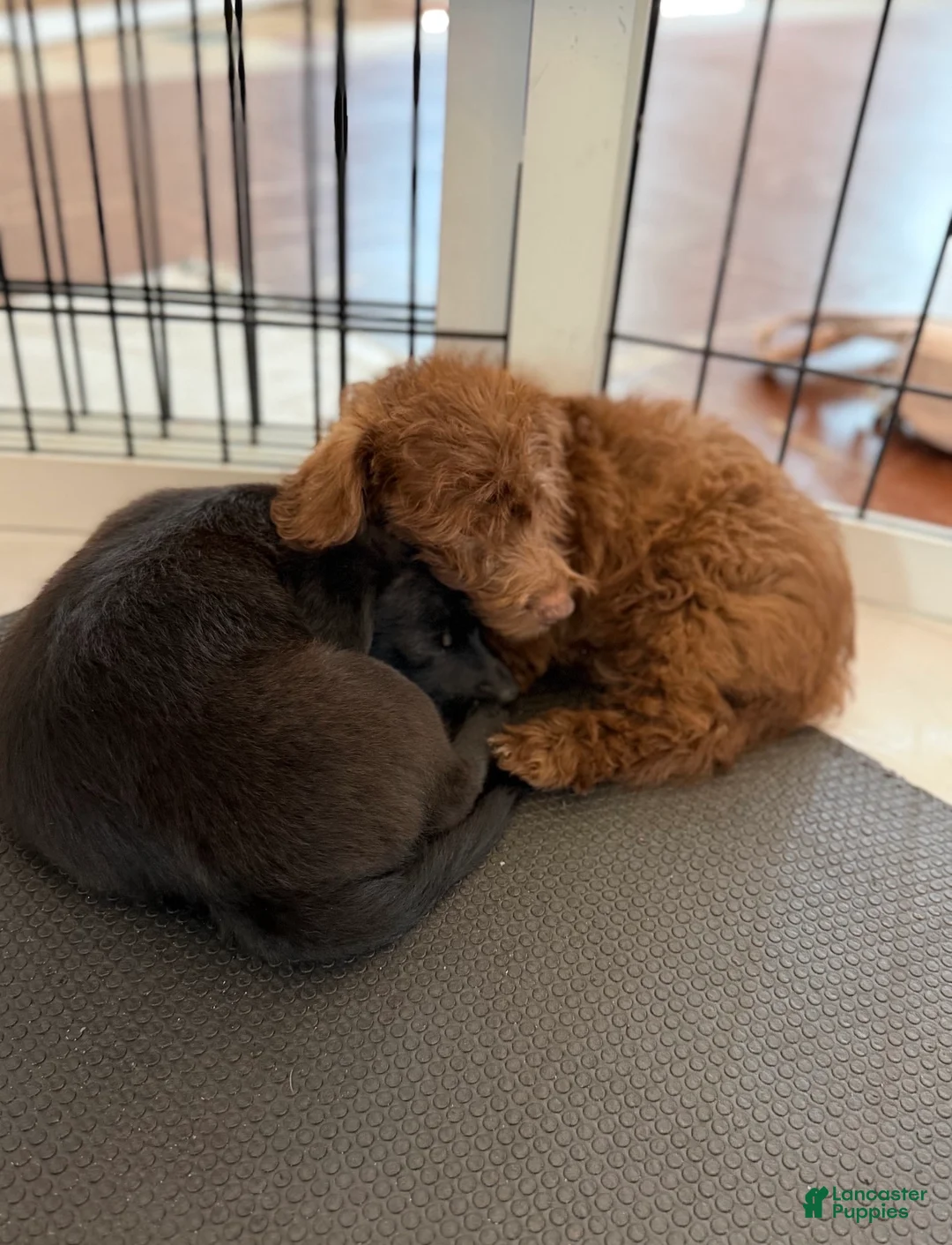 Mixed Breed dogs for sale: Mabel  - Ad 2