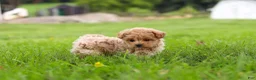 Maltipoo dogs for sale: Nash - Ad 23