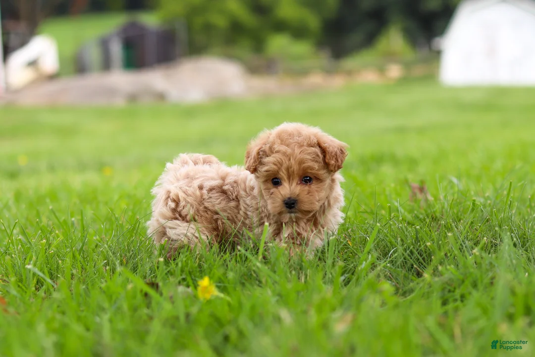 Maltipoo dogs for sale: Nash - Ad 23