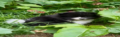 Black and white Parti boy 6wks