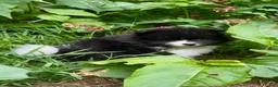 Pomeranian dogs for sale: Black and white Parti boy 6wks - Ad 1