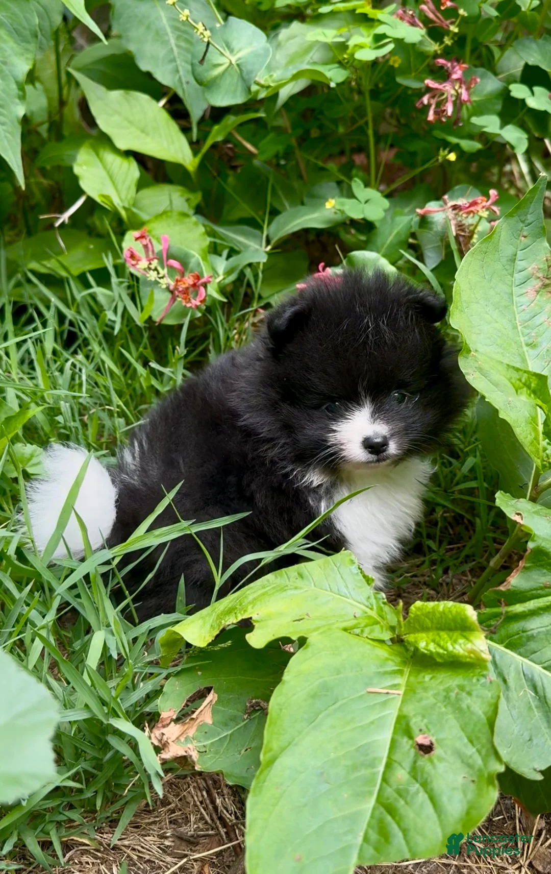 Pomeranian dogs for sale: Black and white Parti boy 6wks - Ad 1