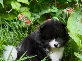 Pomeranian dogs for sale: Black and white Parti boy 6wks - Ad 1