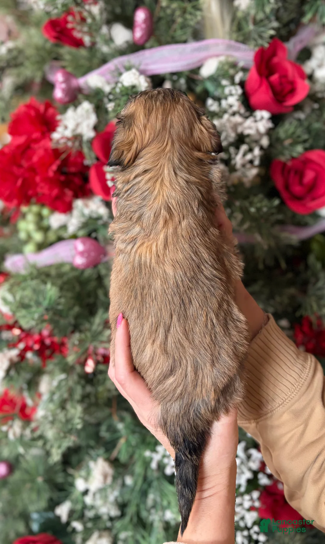 Malshi dogs for sale: Malshi Puppy 3 - Ad 3