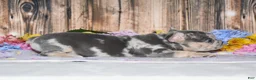 French Bulldog dogs for sale: Flash - Ad 3