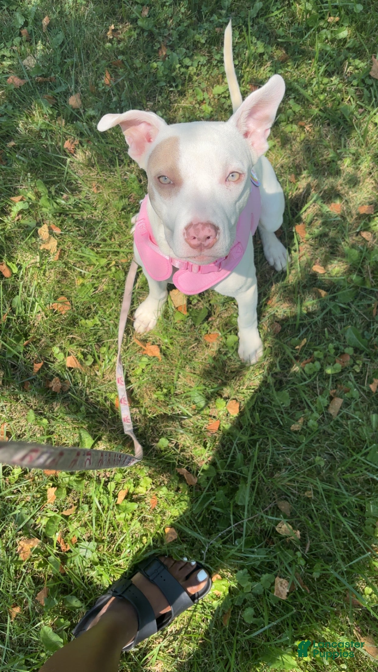 Mixed Breed dogs Mixed Breed Puppy 1 - Ad 7