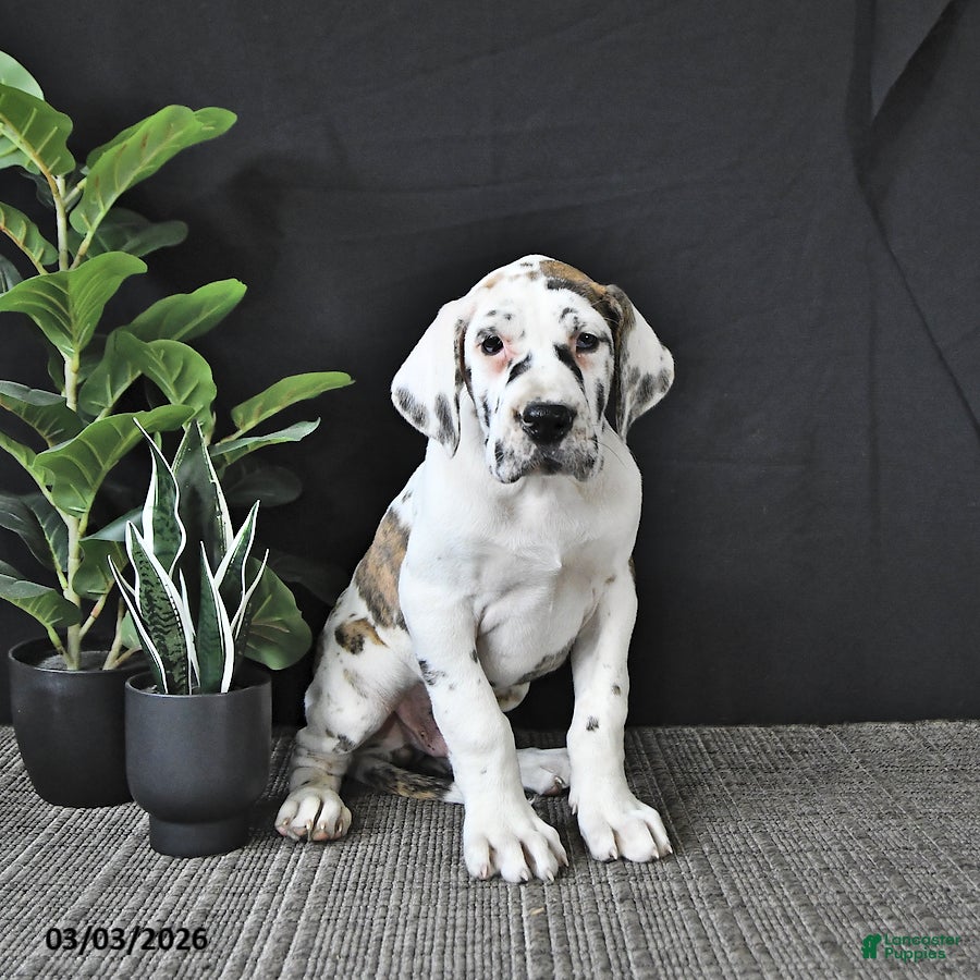 Great Dane dogs Wilson RARE COLOR - Ad 1