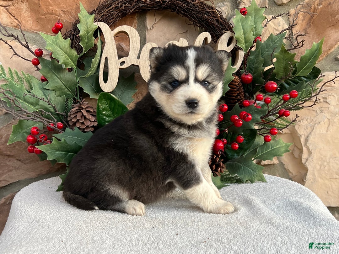 Pomsky dogs for sale: Belle - Ad 4