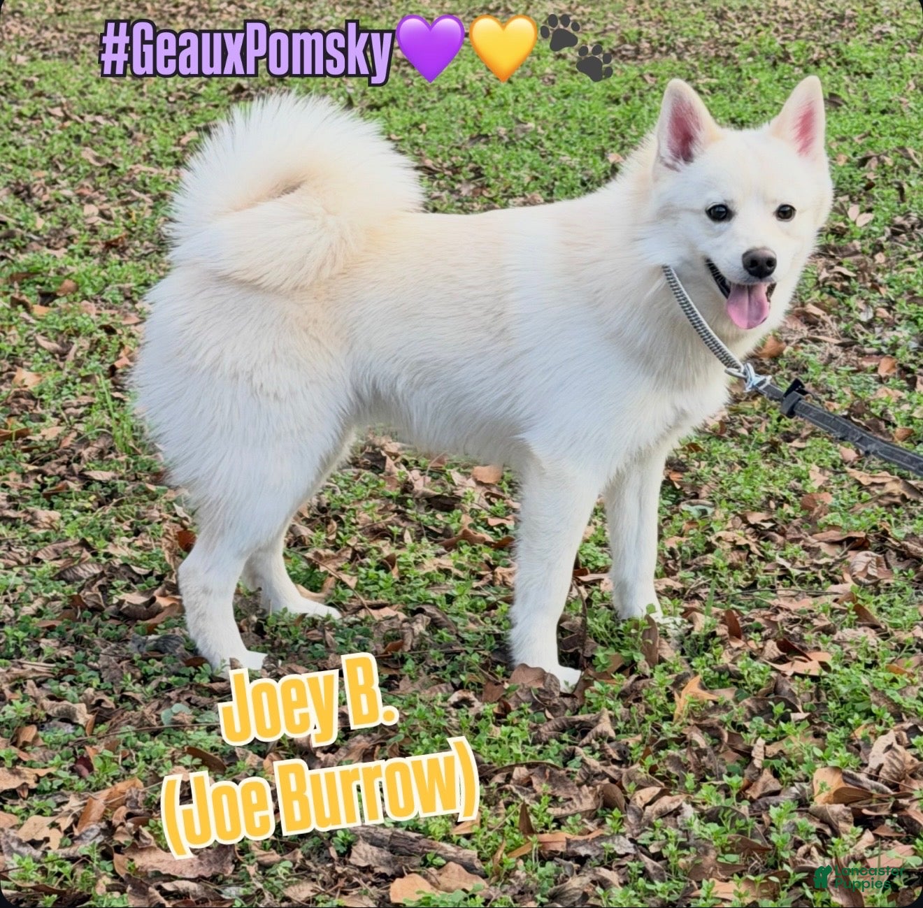 Mixed Breed dogs Joey B - Ad 7