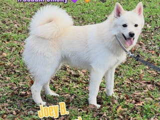 Mixed Breed dogs Joey B - Ad 7