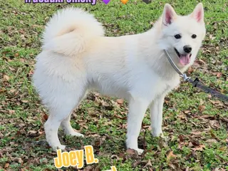 Mixed Breed dogs Joey B - Ad 12