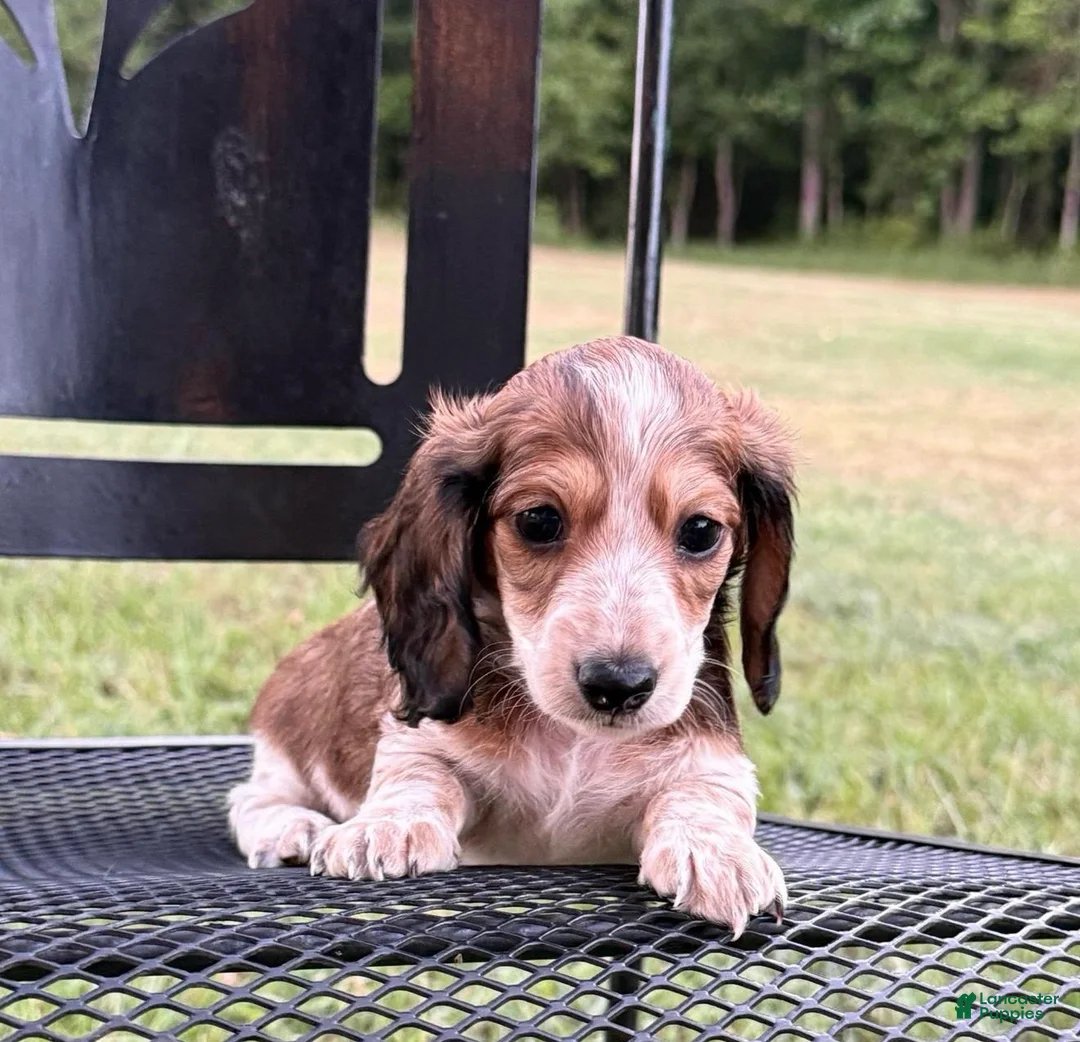 Dachshund dogs for sale: Glory  - Ad 2