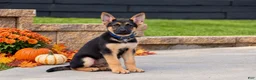 German Shepherd dogs for sale: Chestnut  - Ad 3