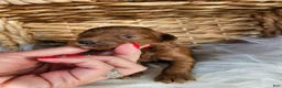 Cavapoo dogs for sale: Honey - Ad 2