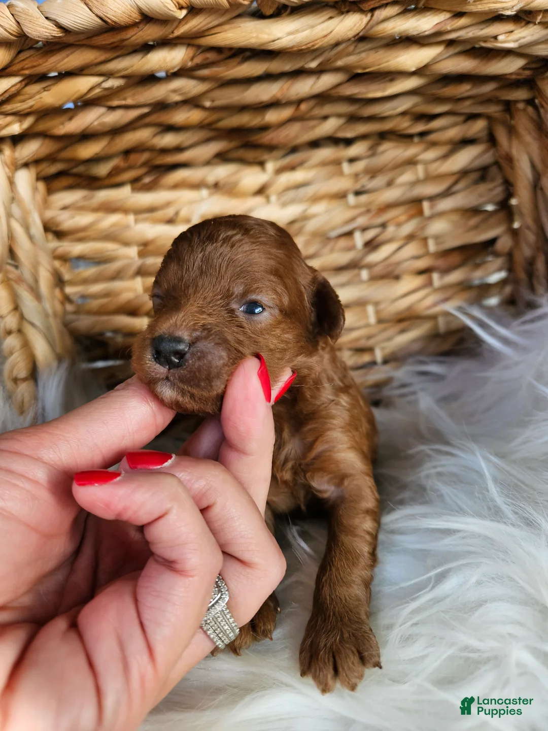 Cavapoo dogs for sale: Honey - Ad 2