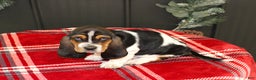 Basset Hound dogs for sale: Clifford - Ad 4