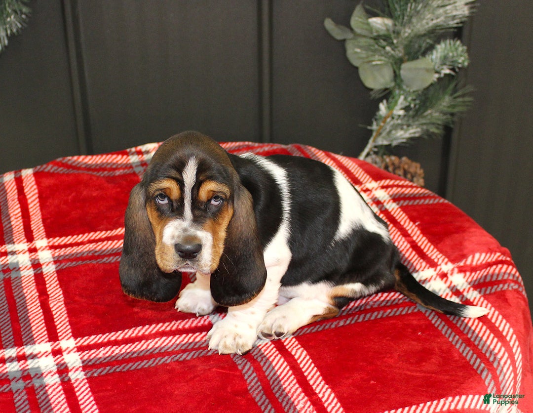 Basset Hound dogs for sale: Clifford - Ad 4