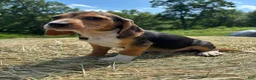 Beagle dogs for sale: Beagle 5 - Ad 1