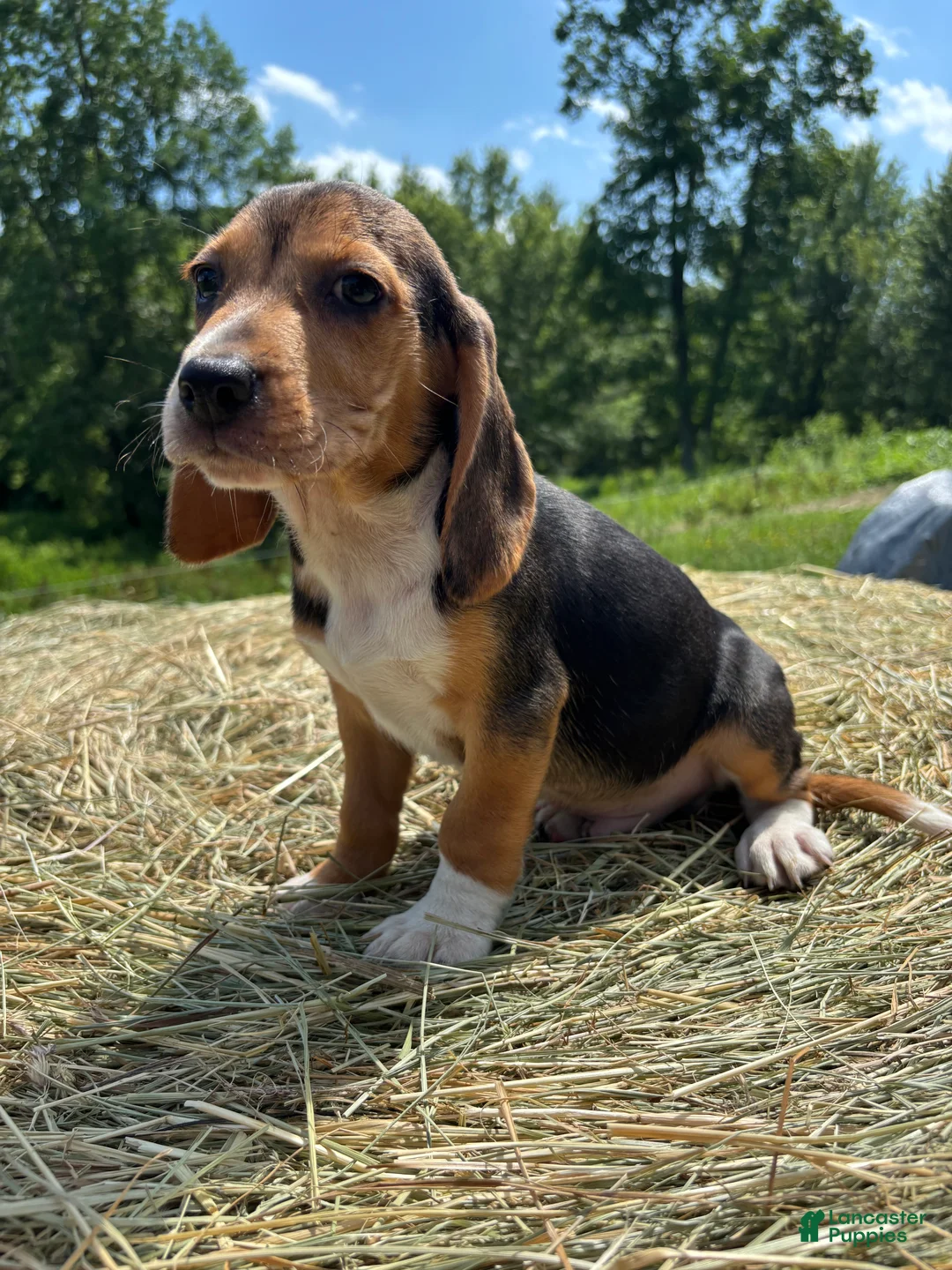 Beagle dogs for sale: Beagle 5 - Ad 1