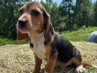 Beagle dogs Beagle 5 - Ad 10