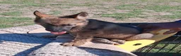 German Shepherd dogs for sale: German Shepherd Puppy 2 - Ad 1