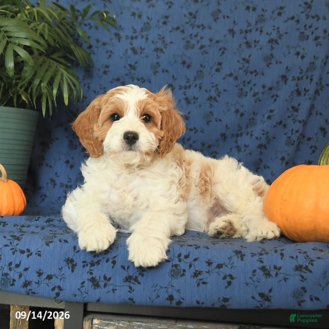 Cavapoo dogs for sale: Chip - Ad 2