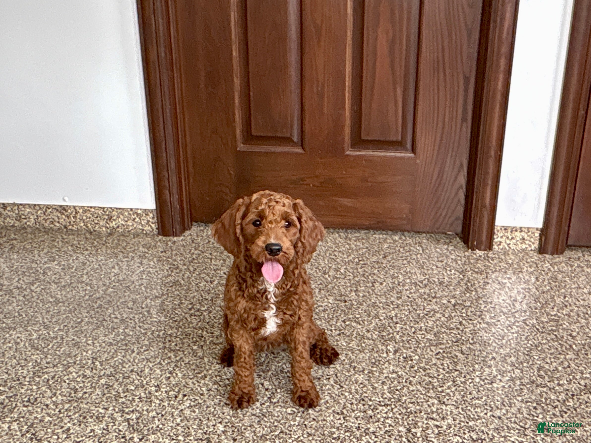 Cockapoo dogs Lillie Red  - Ad 1