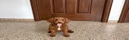 Cockapoo dogs for sale: Lillie Red  - Ad 1