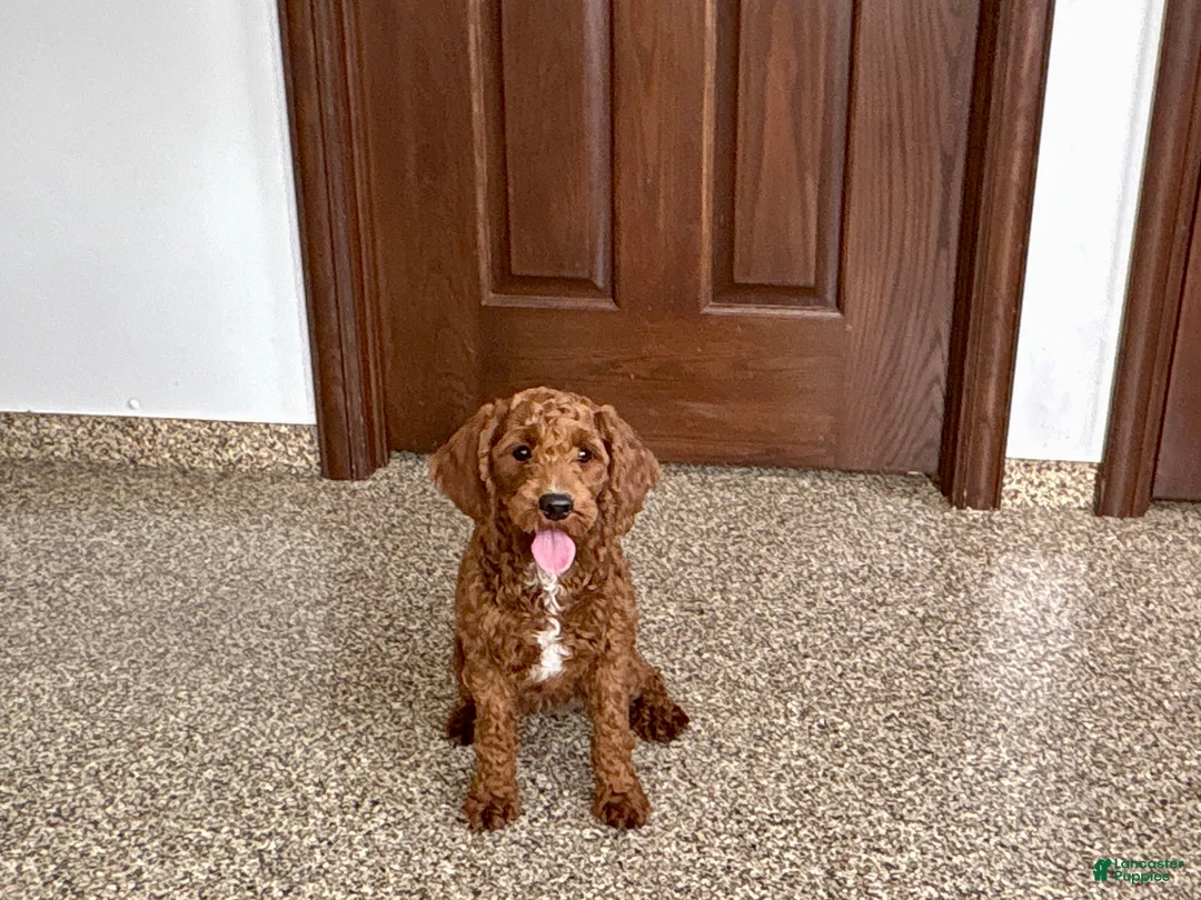 Cockapoo dogs for sale: Lillie Red  - Ad 1