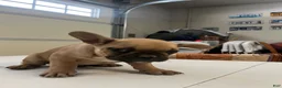 French Bulldog dogs for sale: French Bulldog Puppy 4 - Ad 7