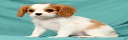 Cavalier King Charles Spaniel dogs for sale: Nash - Ad 3