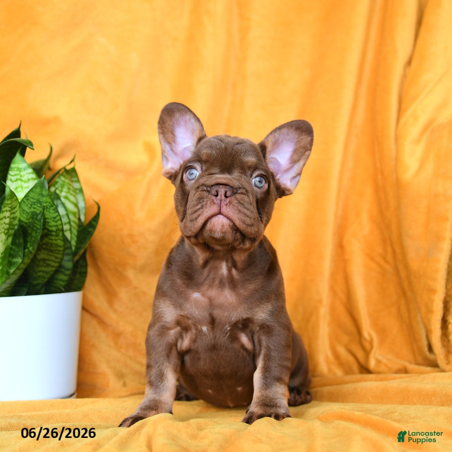 French Bulldog dogs Kona - Ad 1