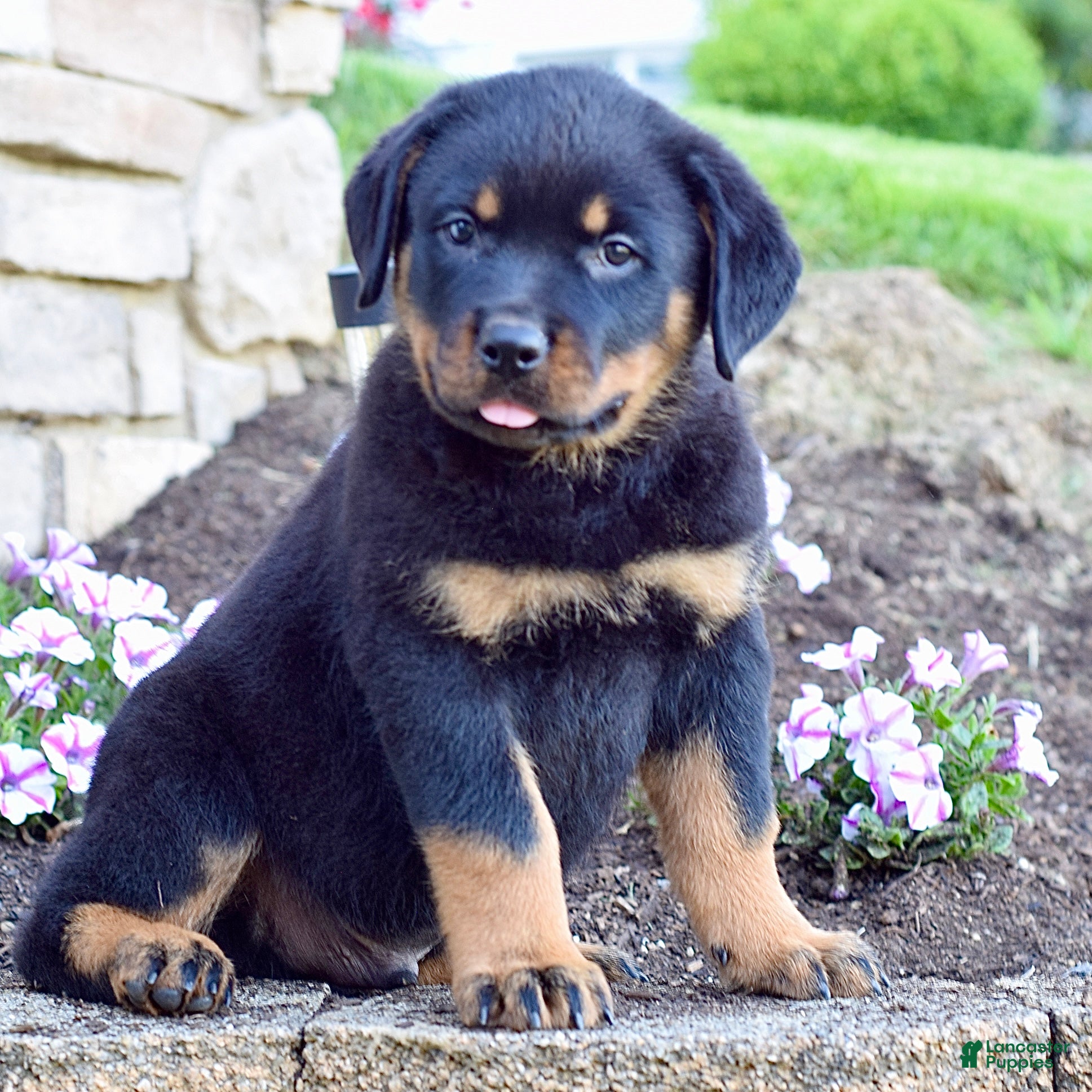 Rottweiler dogs Willson  - Ad 2