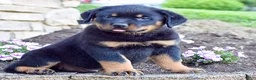 Rottweiler dogs for sale: Willson  - Ad 1