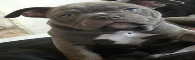 American Bully 2