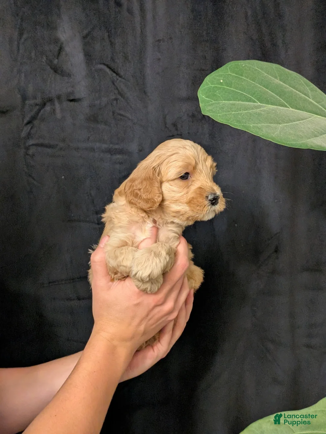 Cavapoo dogs for sale: Everest - Ad 2