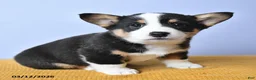 Welsh Corgi Pembroke dogs for sale: Laykin - Ad 3